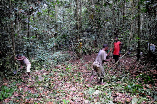 12.- En el “Infierno Verde” - Pigmeos y Gorilas, un paseo por la selva centroafricana (3)