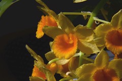 Orchids - orquideas