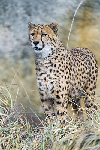 Cheetah standing in the high dry grasses by Tambako the Jaguar