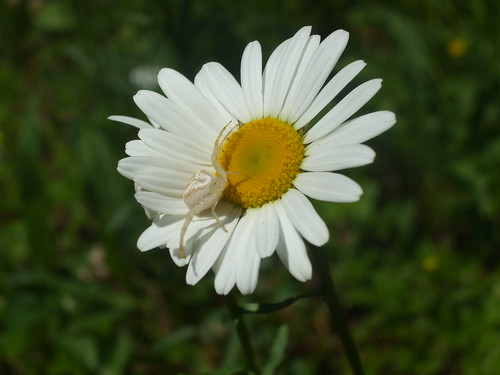 Crab spider on a daisy