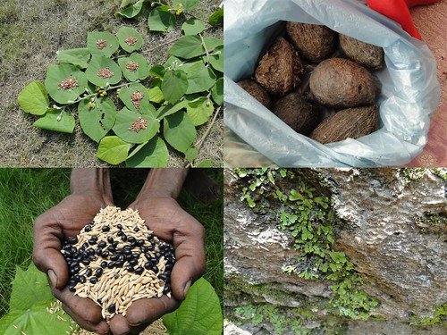 Medicinal Rice Formulations for Diabetes Complications, Heart and Kidney Diseases (TH Group-86) from Pankaj Oudhia’s Medicinal Plant Database by Pankaj Oudhia