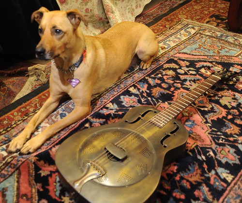Rosie the Super-Wonder-Dog poses with a Dean Dobro guitar entirely made of metal, Persian rug, Seattle, Washington, USA by Wonderlane