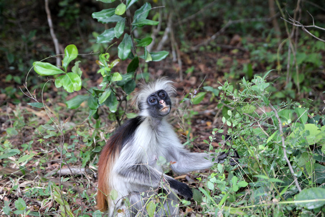 Watching a red colobus
