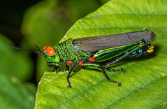 Short-horned Grasshoppers (Acrididae)