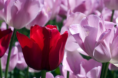 Tulipanes - Tulips - Tulipes - Tulipani - Tulpen - Tulipas