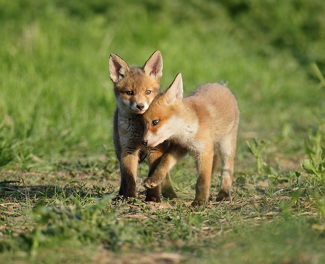 Fox cubs having a quiet moment rural Suffolk Vulpes vulpes