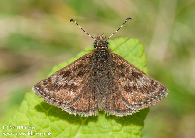 Dingy Skipper Erynnis tages-7