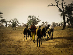 Une courte promenade au Sénégal