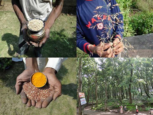 Medicinal Rice Formulations for Diabetes Complications and Heart Diseases (TH Group-24) from Pankaj Oudhia’s Medicinal Plant Database by Pankaj Oudhia
