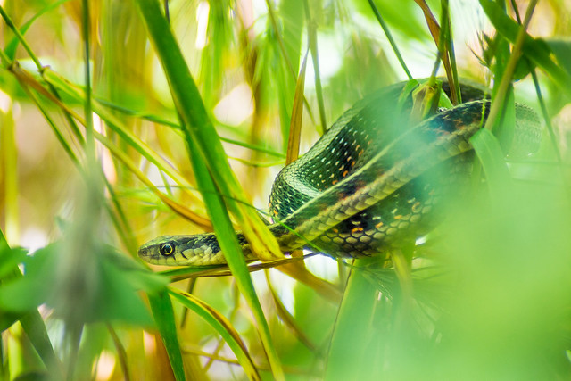 Snake, Snake in the Grass, Grass, Wildlife, Nature