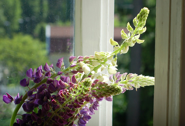 In my window: Lupins