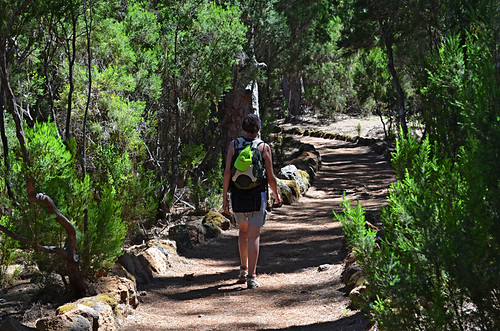 Walking in the Pine Forest, La Orotava Valley, Tenerife