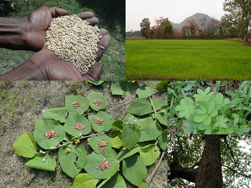 Medicinal Rice Formulations for Diabetes Complications, Heart and Liver Diseases (TH Group-67) from Pankaj Oudhia’s Medicinal Plant Database by Pankaj Oudhia