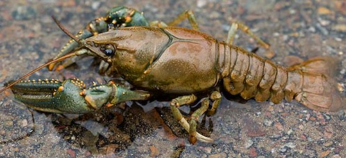 Colorado crayfish