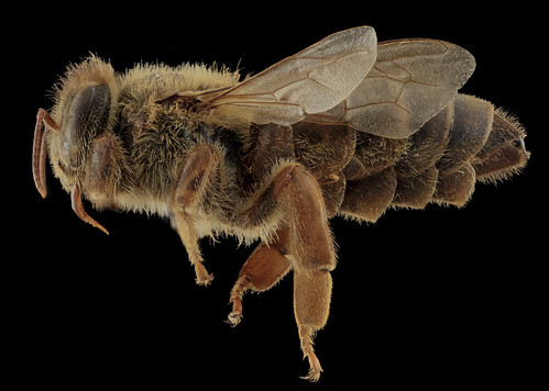 Apis mellifera, Queen, side, MD, Talbot County_2013-09-30-17.45.51 ZS PMax