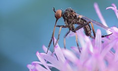 Diptera (DRC)