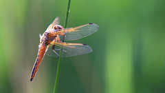dragonflies 2013