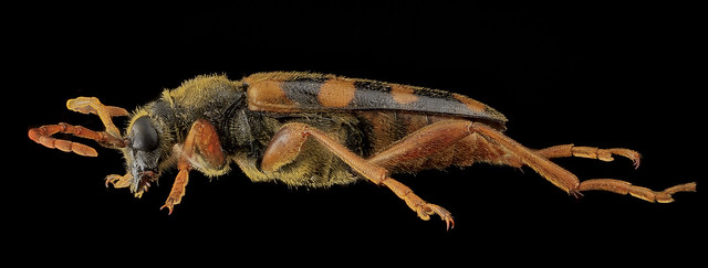 Beetle, U, Side, MD, Laurel_2013-06-27-14.50.16 ZS PMax