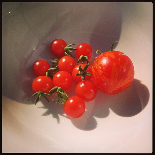 First tomato harvest of the year!