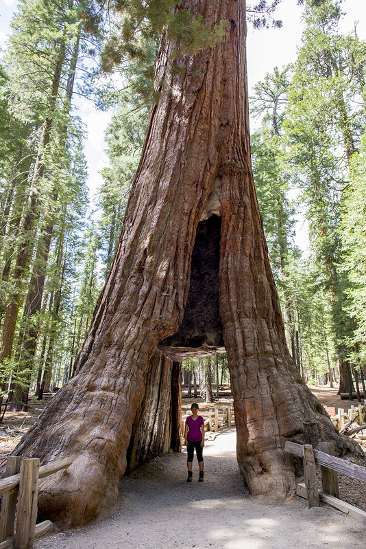 Giant Sequoia Yosemite National Park