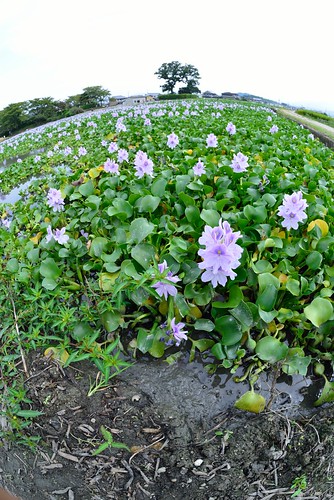 Water hyacinth of former site of Yakushi-ji Temple No.1.