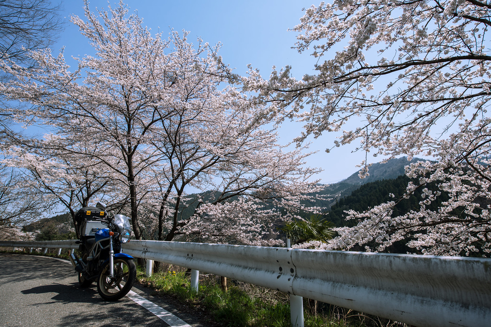 桜ツーリング　富岡～神流