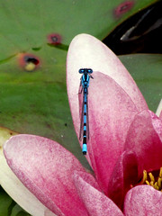 Insects:  Bees; Dragonflies; Damselflies; Spiders and other tiny creatures