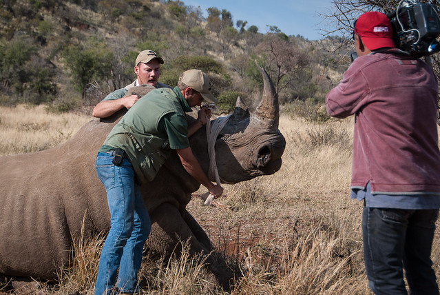 Holding rhino