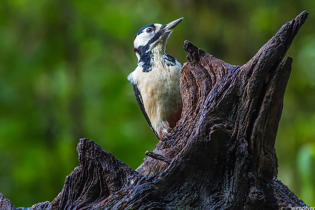 Grote Bonte Specht -  Great Spotted Woodpecker