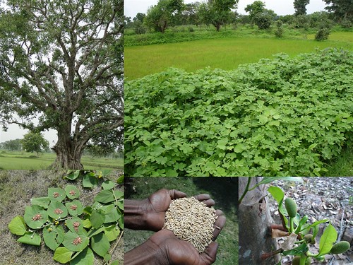 Medicinal Rice Formulations for Diabetes Complications and Heart Diseases (TH Group-58) from Pankaj Oudhia’s Medicinal Plant Database by Pankaj Oudhia
