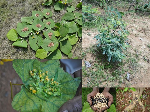 Indigenous Medicinal Rice Formulations for Diabetes and Cancer Complications, Heart and Kidney Diseases (TH Group-103) from Pankaj Oudhia’s Medicinal Plant Database by Pankaj Oudhia
