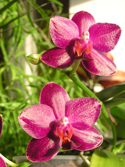 Phalaenopsis 'Sogo Relex'