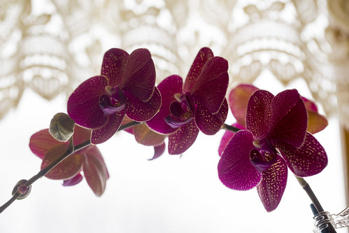 02-14 February Orchids-0485-7