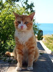 Cats of Sevastopol