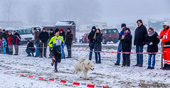 Hundeschlittenrennen in Liebenscheid 2015