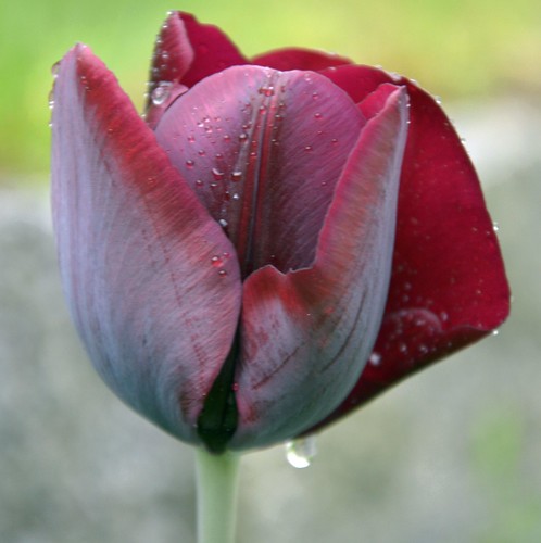 Tulip by Ginas Pics