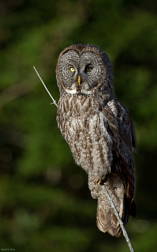 Great Gray Owl hunting a spruce bog