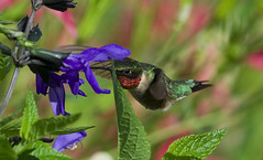 2013 Hummingbirds