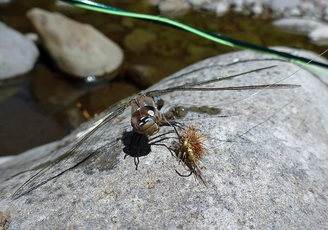 dragon fly eating dry fly