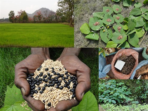 Medicinal Rice Formulations for Diabetes Complications, Heart and Kidney Diseases (TH Group-83) from Pankaj Oudhia’s Medicinal Plant Database by Pankaj Oudhia