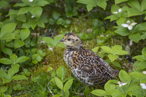 Baby Grouse by Scerakor