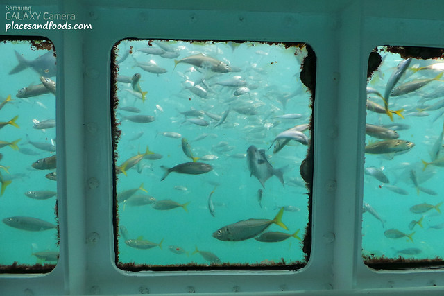 swim with tuna observation deck