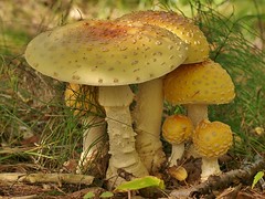 Lichen,Moss,Fungi, Mushrooms