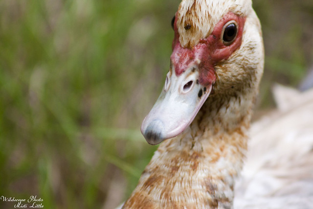 Sally the Muscovy