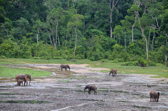 Pigmeos y Gorilas, un paseo por la selva centroafricana - Blogs of Central African R. - 9.- Dzanga Bai (2)