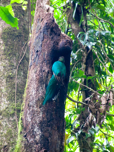 La Réserve de Monteverde: un Quetzal Resplendissant femelle