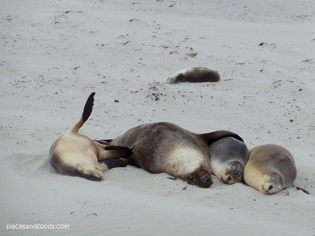kangaroo island seal bay sleeping seals