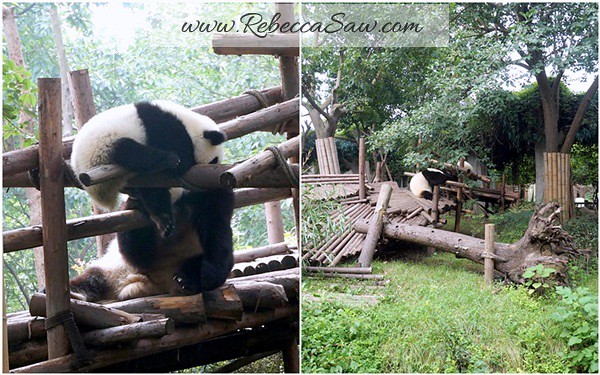 Chengdu - Panda Breeding Farm-031