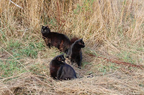 Cats on a walk in the hayfield