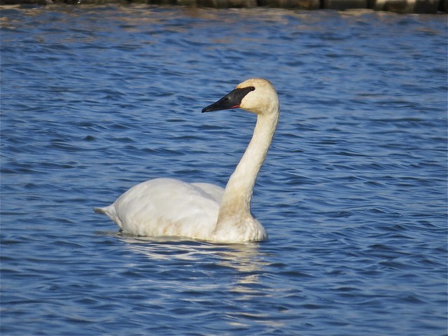Trumpeter Swan at the Gridley Wastewater Treatment Ponds in McLean County, IL 57